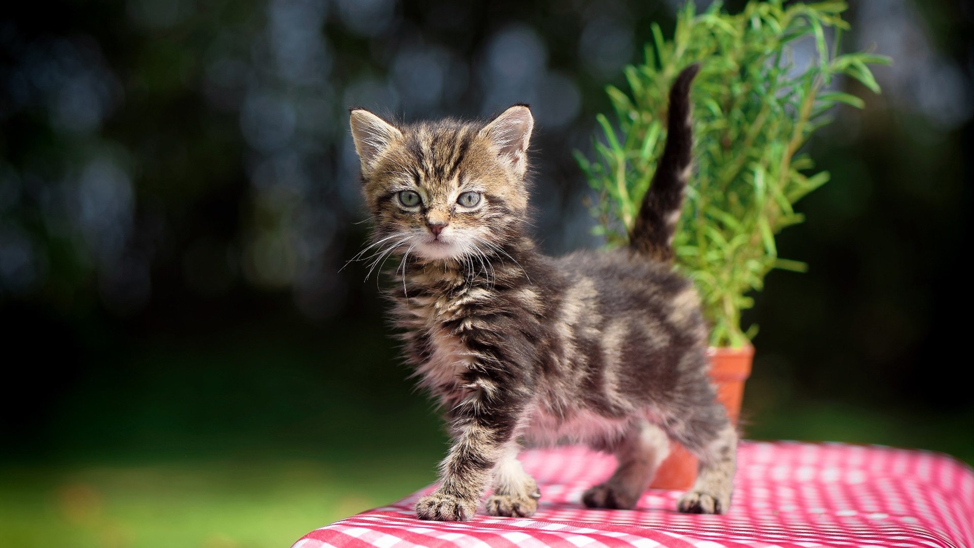 国家队后防稳定性问题长期未解,国家队后防稳定性问题长期未解的措施