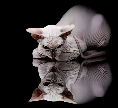 开云网站-意大利蛙泳力量型选手决赛炸场，意大利泳装