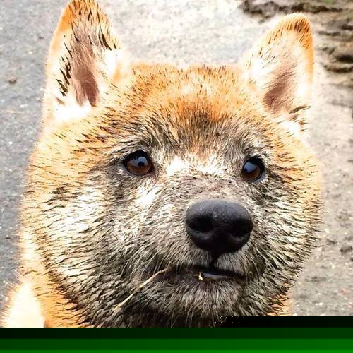 开云体育全站-意甲老牌球队青训回归计划，意甲老牌强队